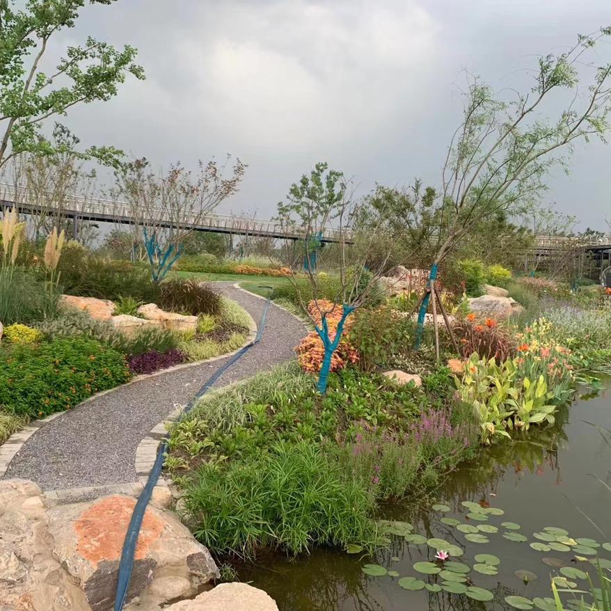 上海花境地被植物基地杨文娟