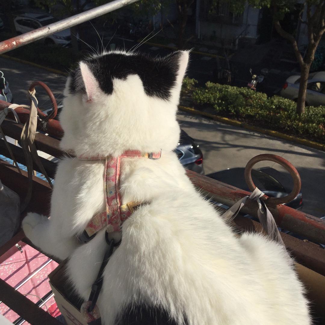 牛汤圆