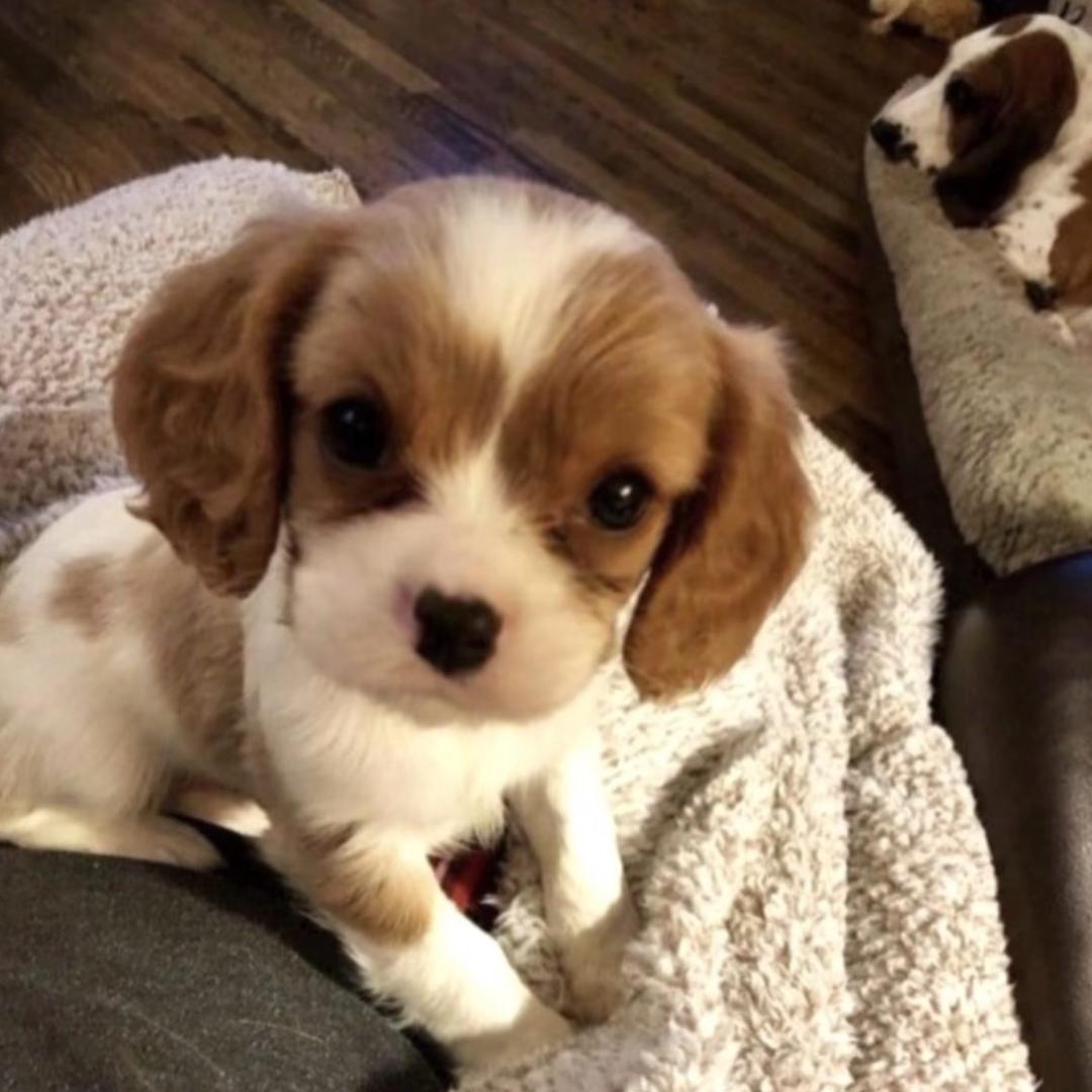 并不是福尔摩斯