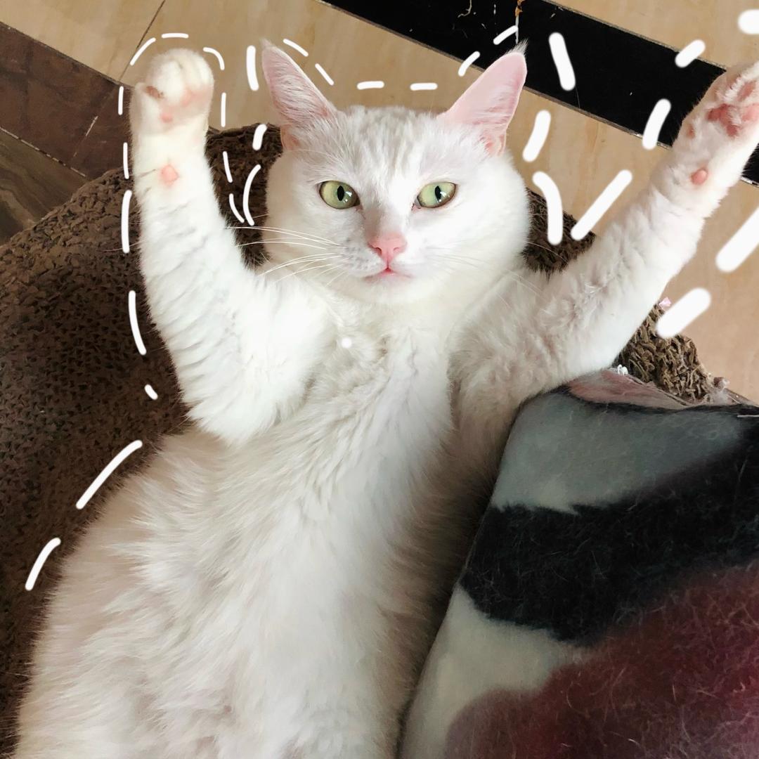 十一只猫的铲屎官