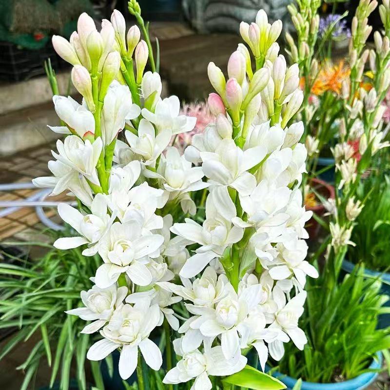 绚丽花卉