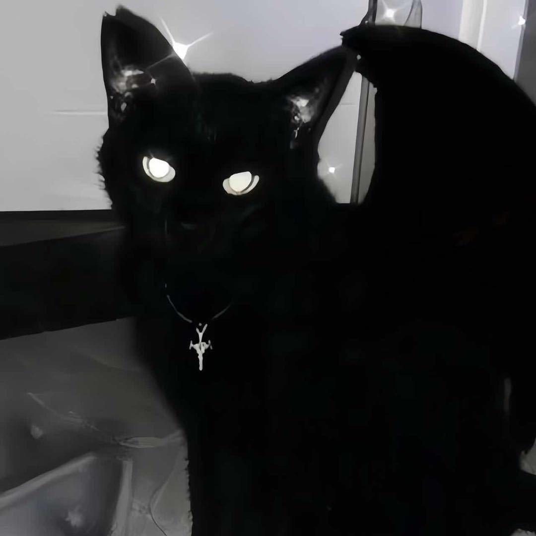 夏波波（三角洲行动）