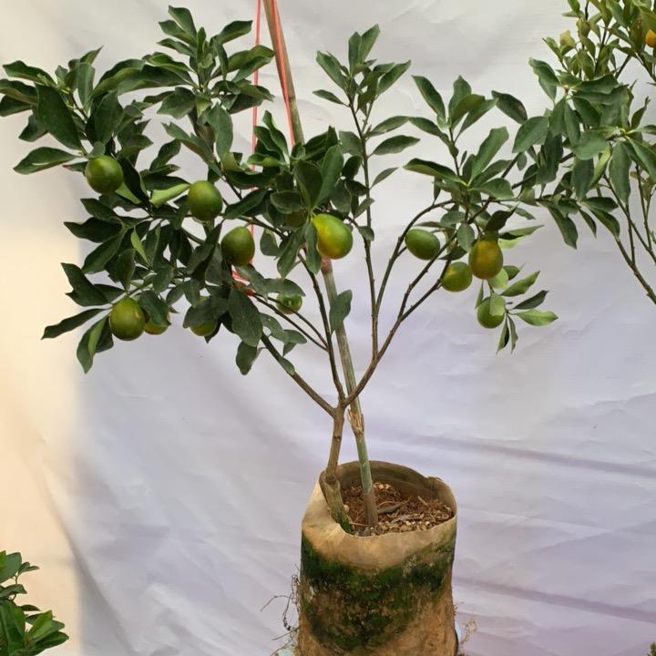 雷尚绿园艺旗舰店