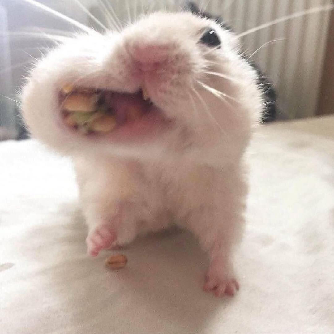 不要鸡蛋不要蒜