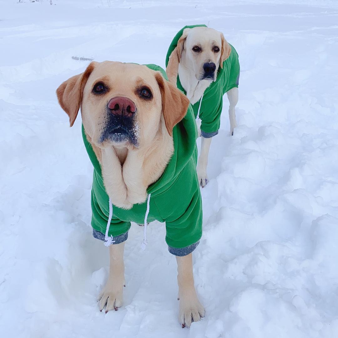 拉布拉多-霸道小七