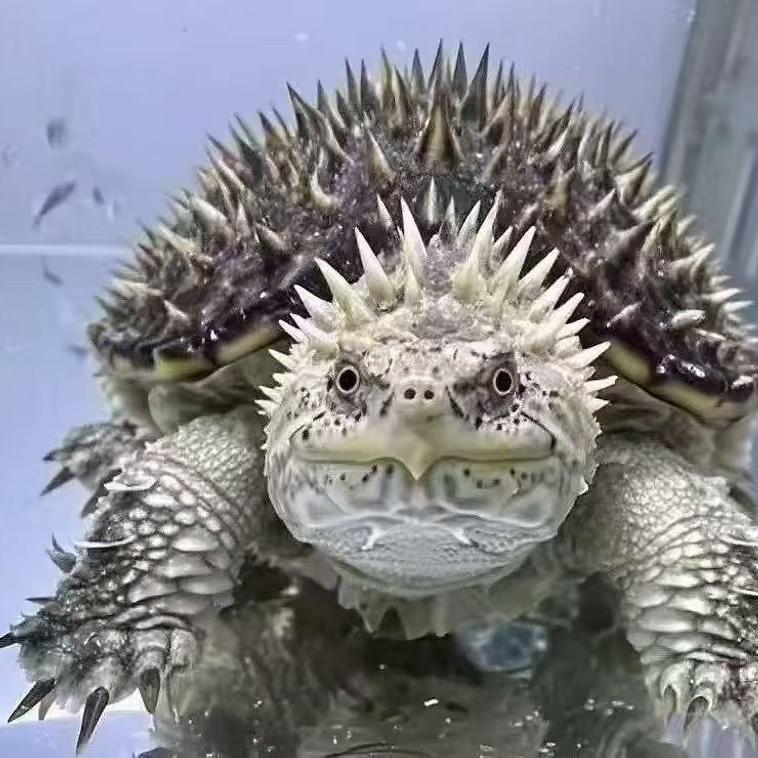 森迪凯的龟宠