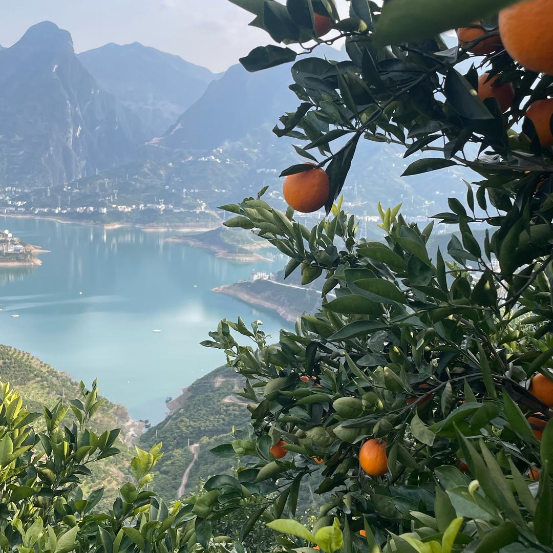 橙子，榨汁脐橙供应