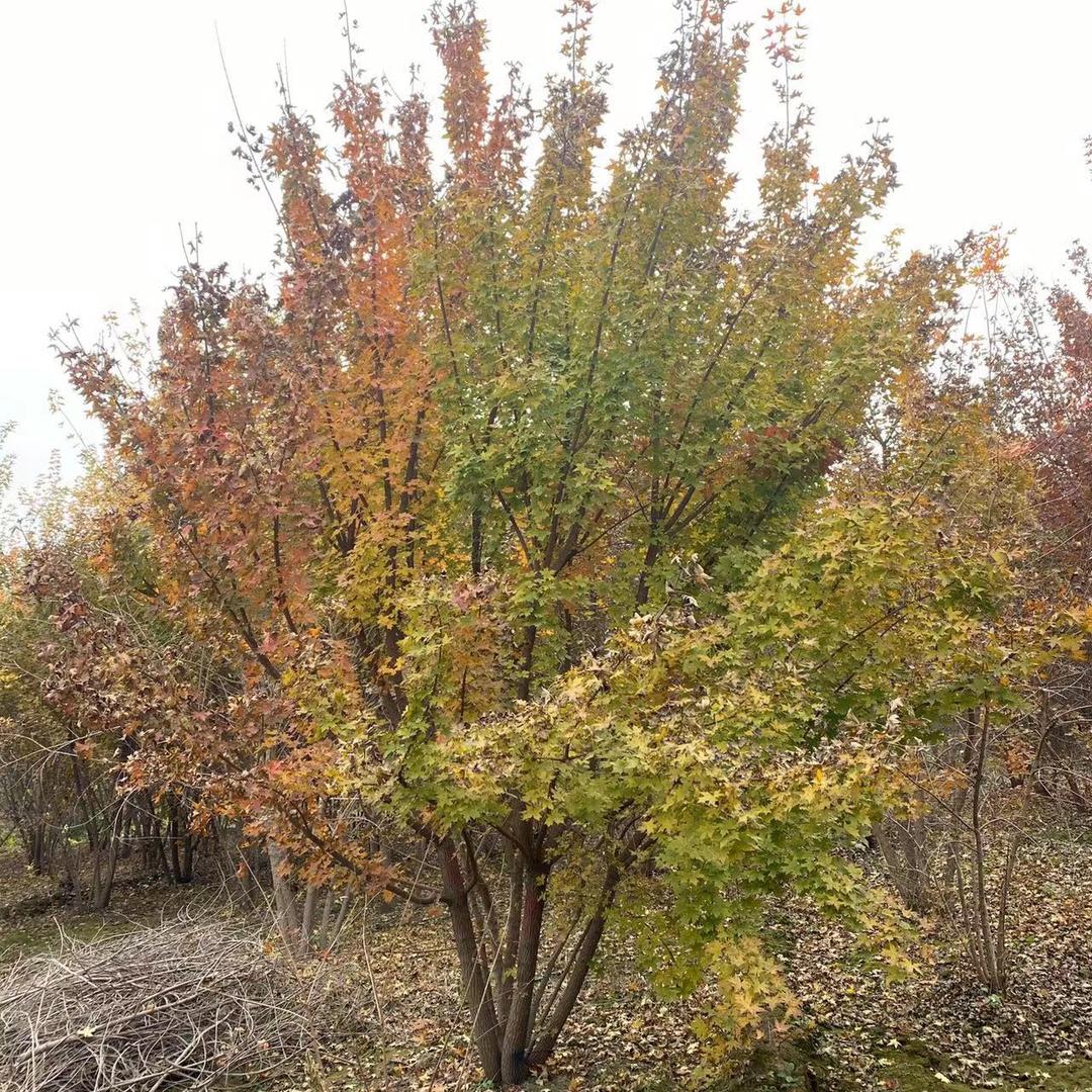 千亩元宝枫基地