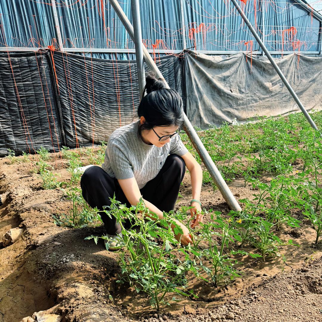 任丘水果西红柿🍅采摘园