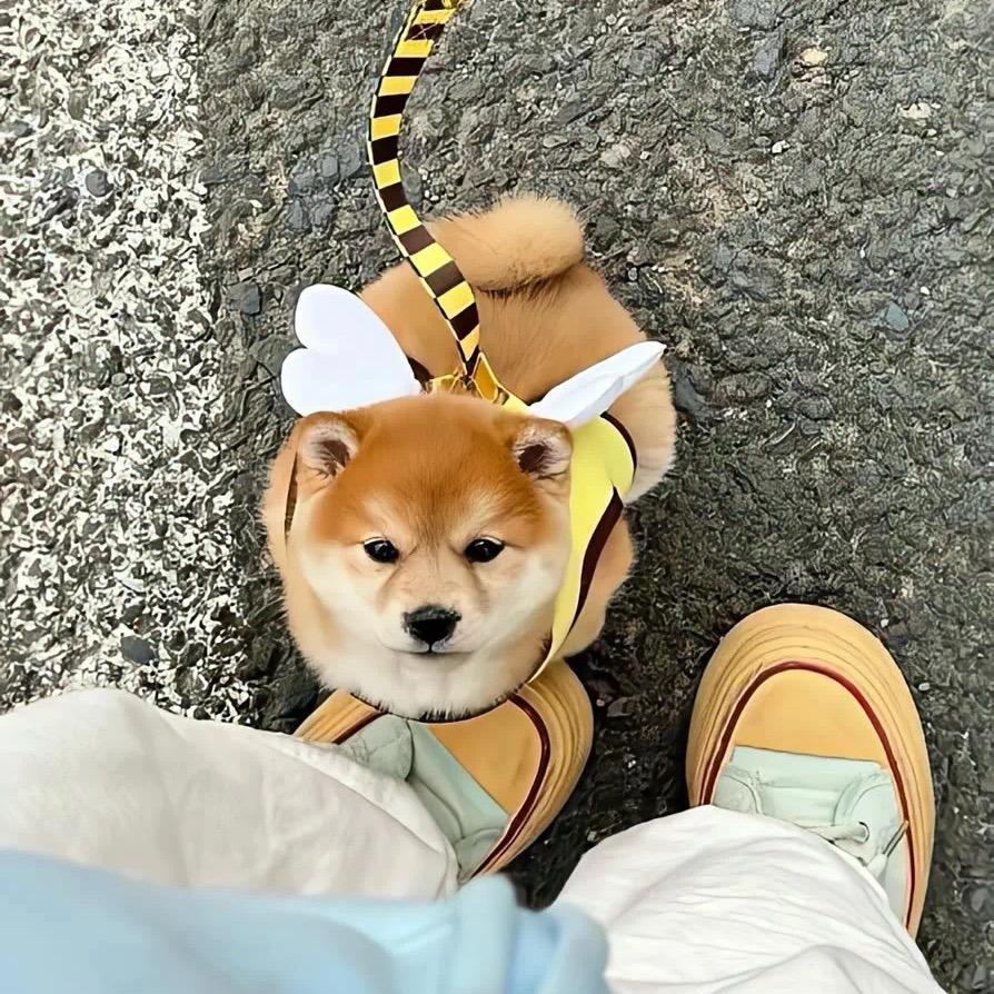 送你花花