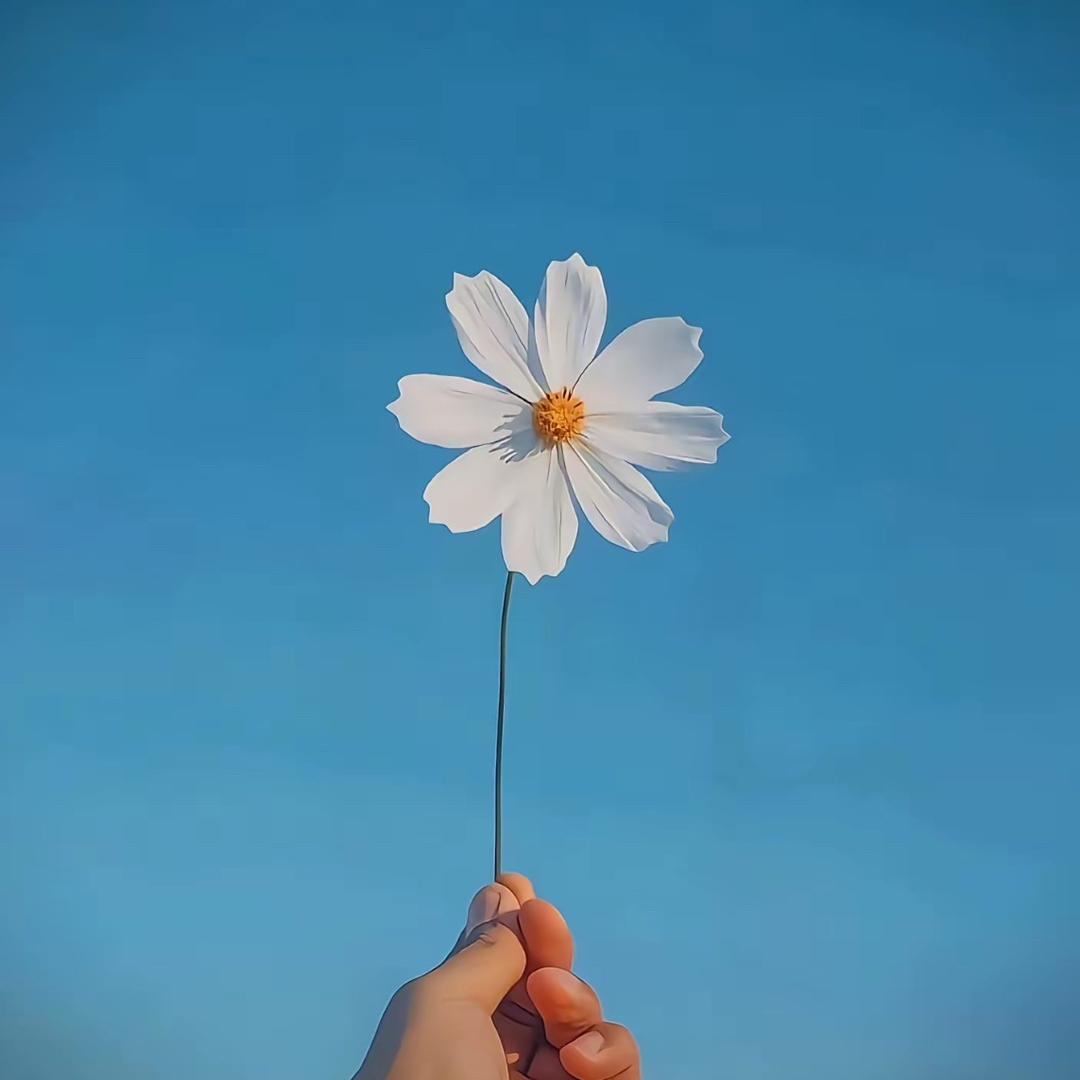 月 月 鸟