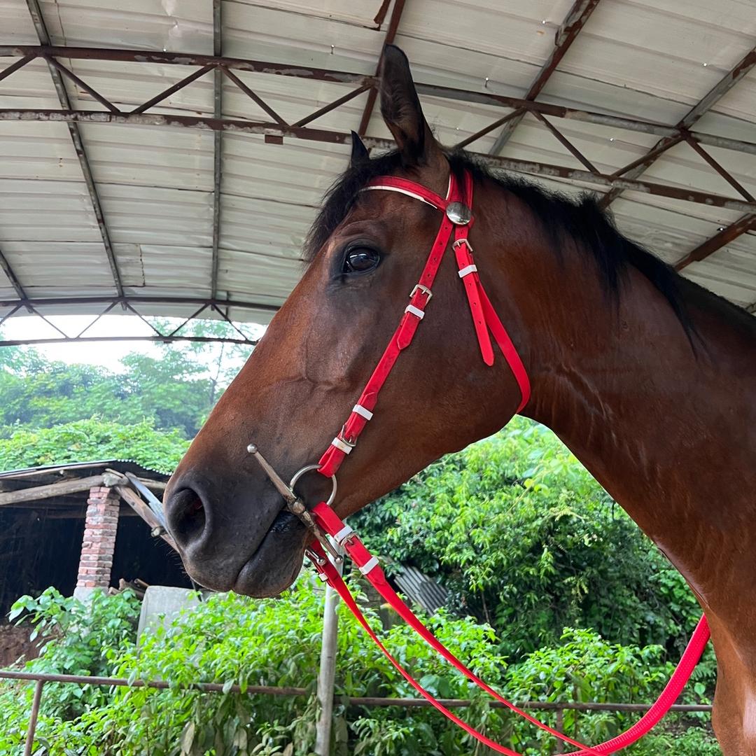 熙瑶骑马娱乐运动场