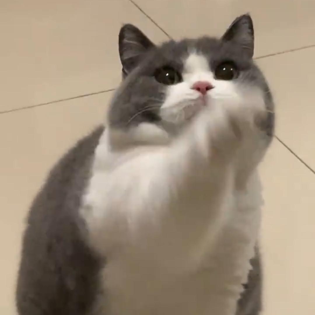 啃一口喵呜