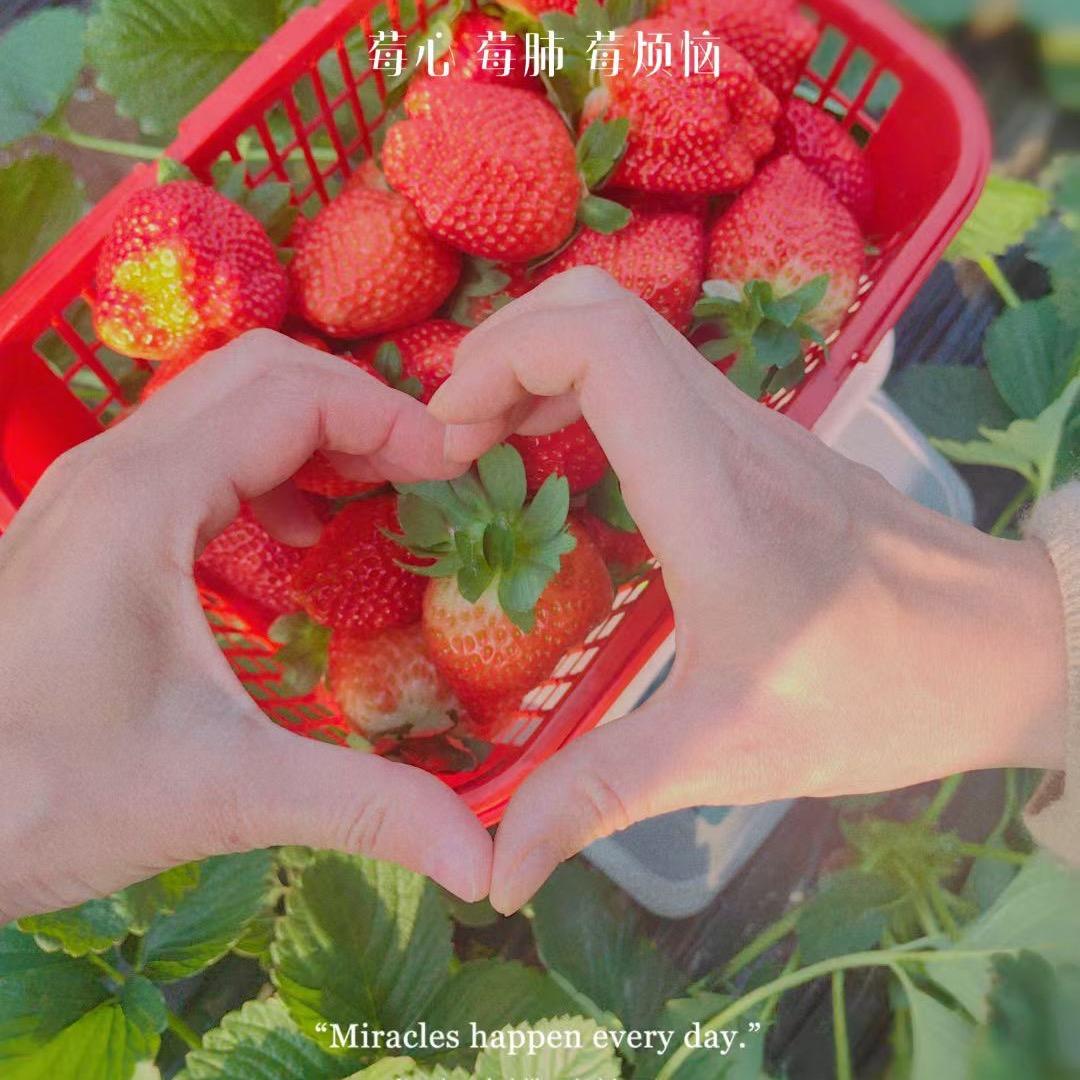 行走的蒲公英