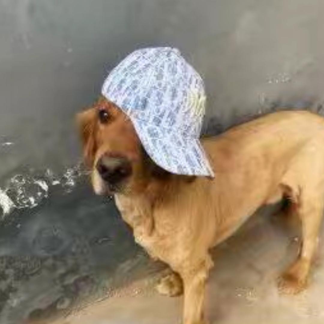 别碰我的三七分