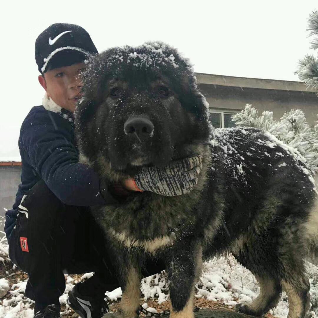 泰安旺家（专业繁殖德牧比熊犬）