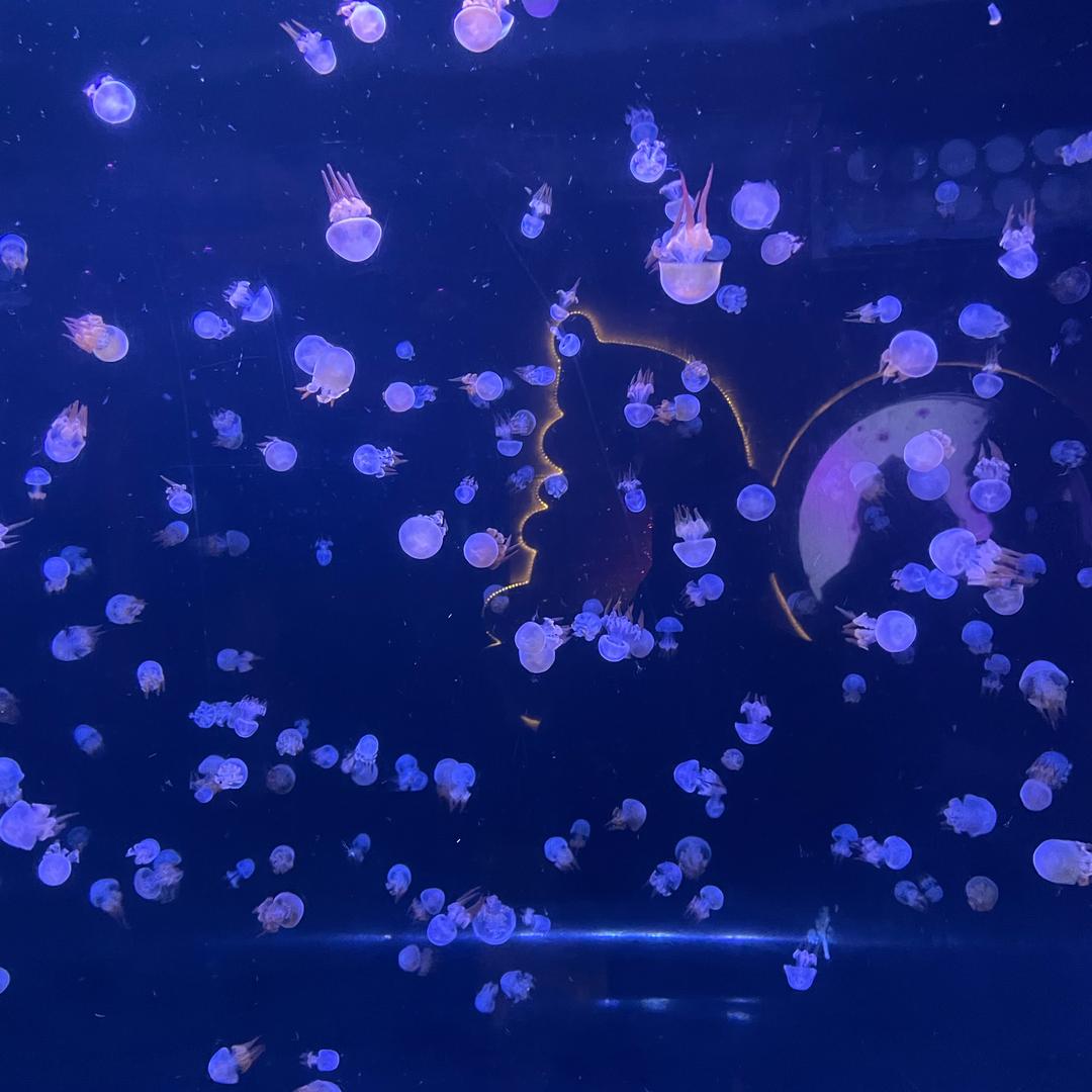 提拉米苏@