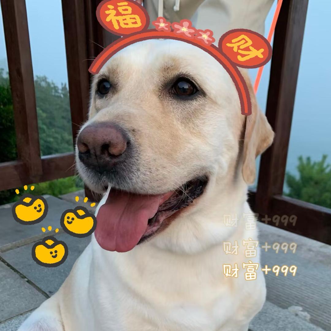 小土财源滚滚