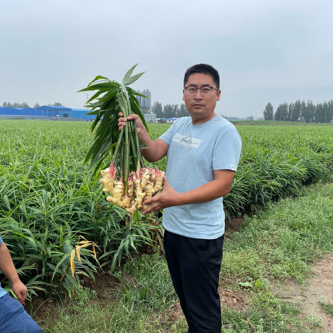 启航农业孟总～大姜必涨