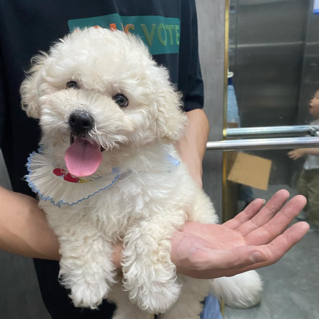 小狗叫旺仔🐶
