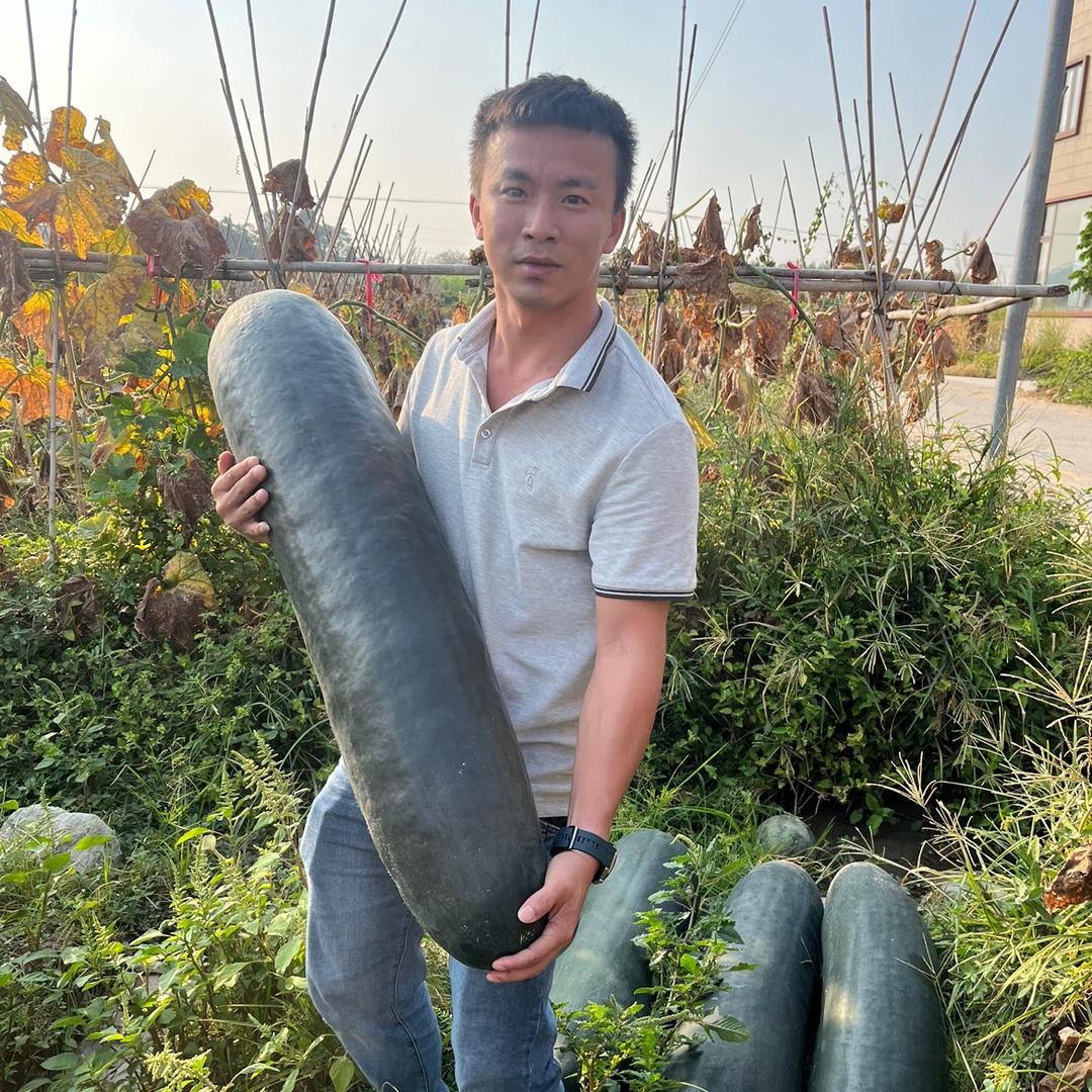 陇上丰（小肖）专注冬瓜种植