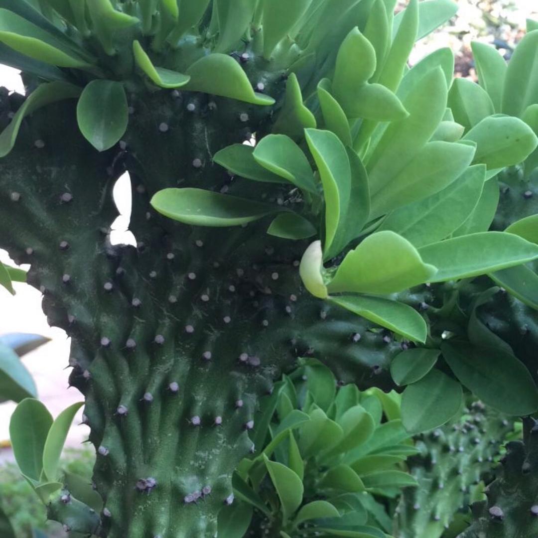 升学规划王老师