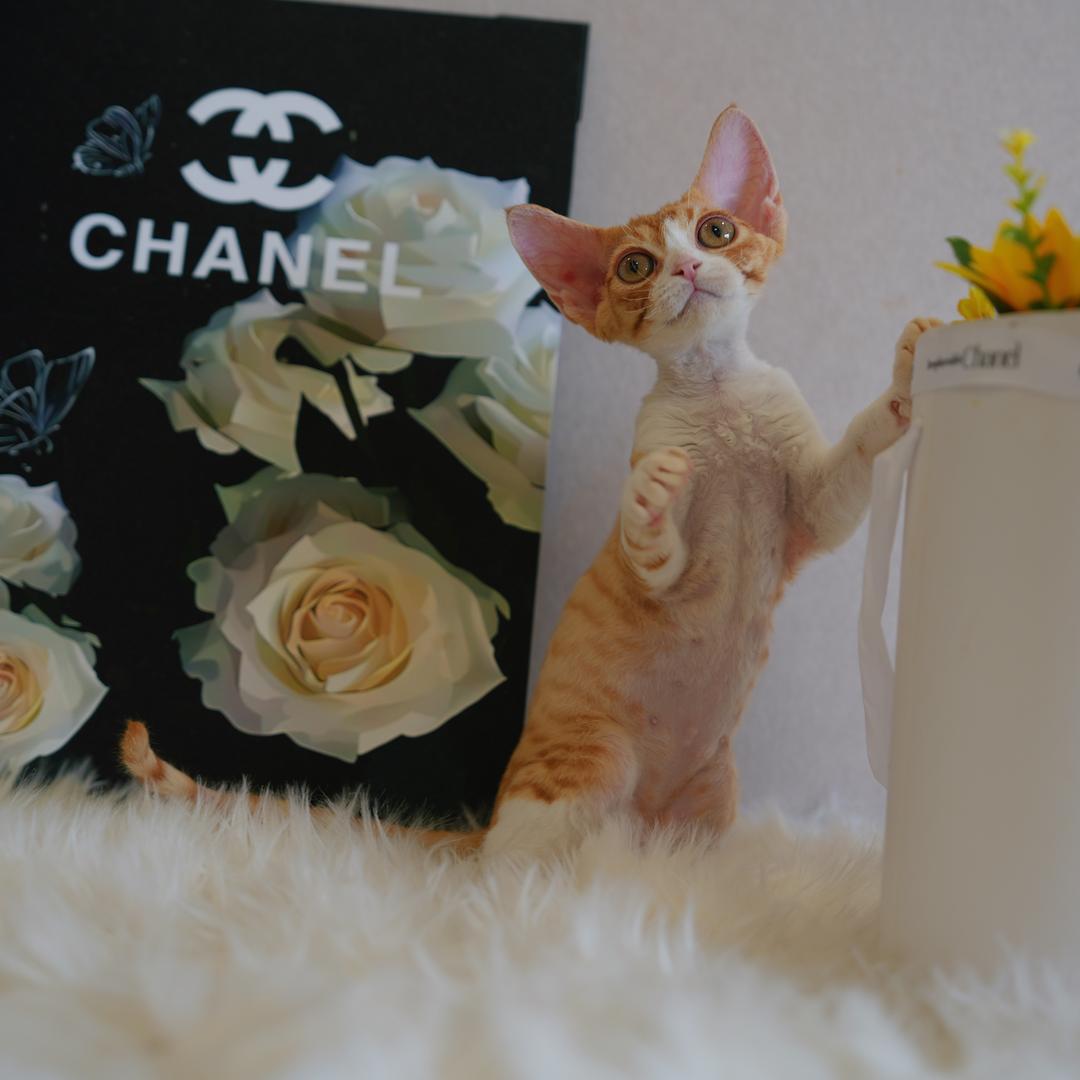 德文糯米团子饲养局（家庭繁育）