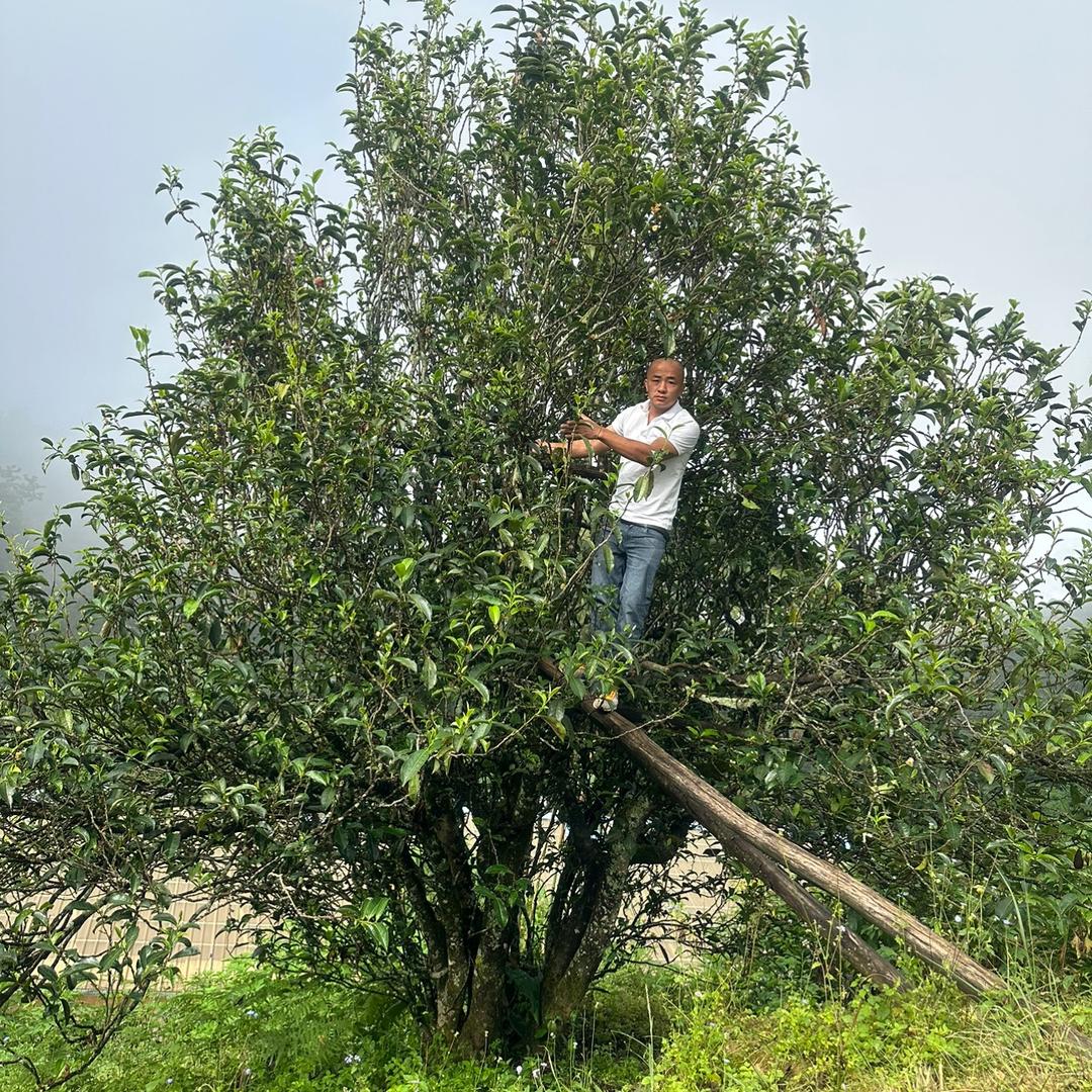 拉祜族光头哥茶叶坊