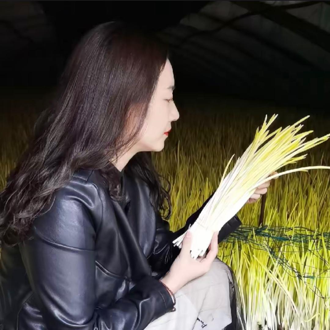 蒜黄儿西施-接批发客户