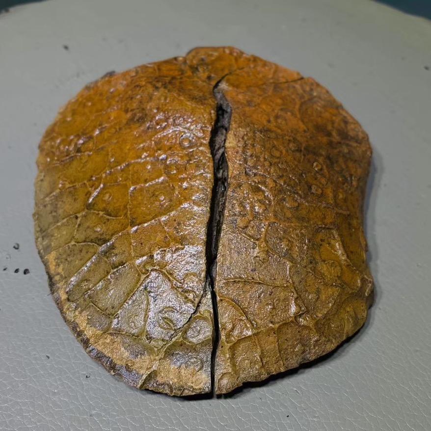 阿拉善奇石美石