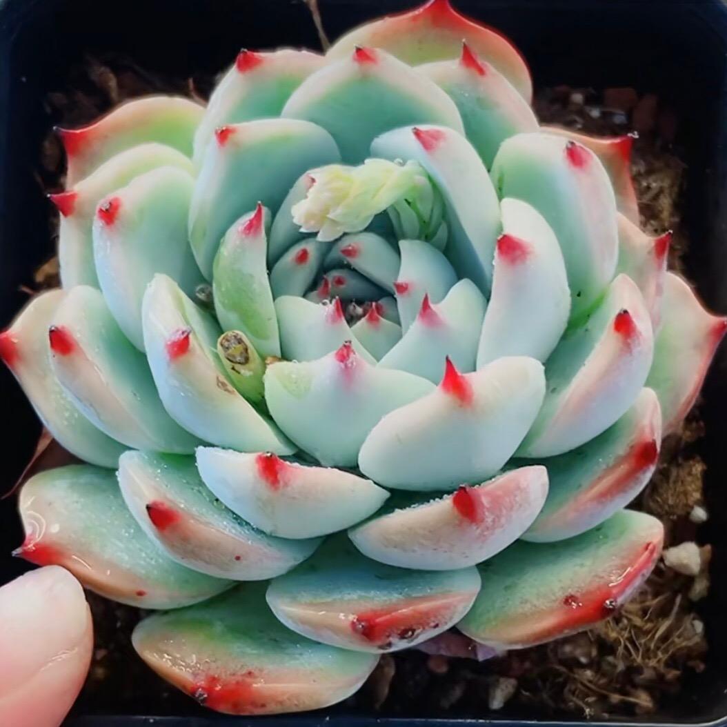 泰东头像
