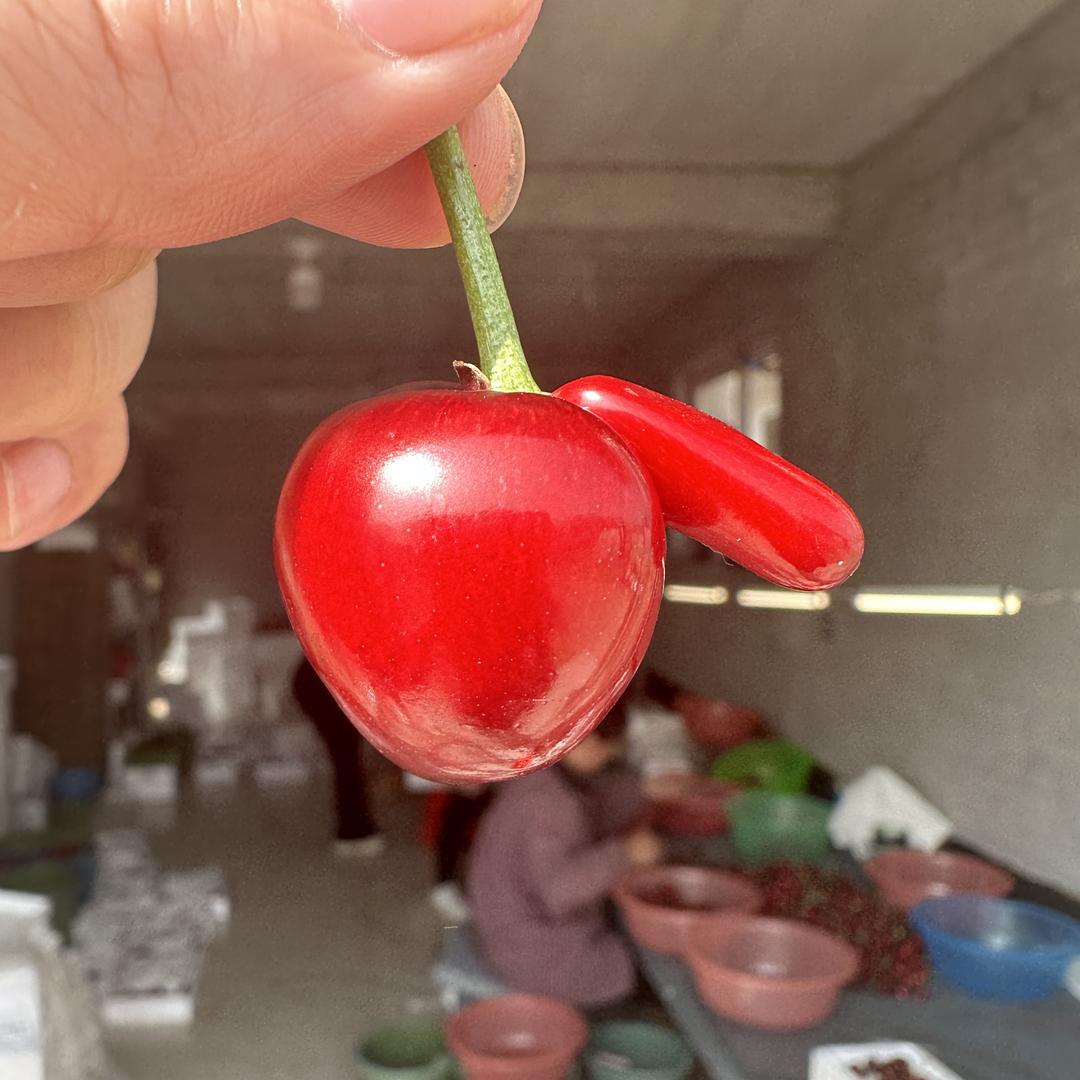 鲜果镖行