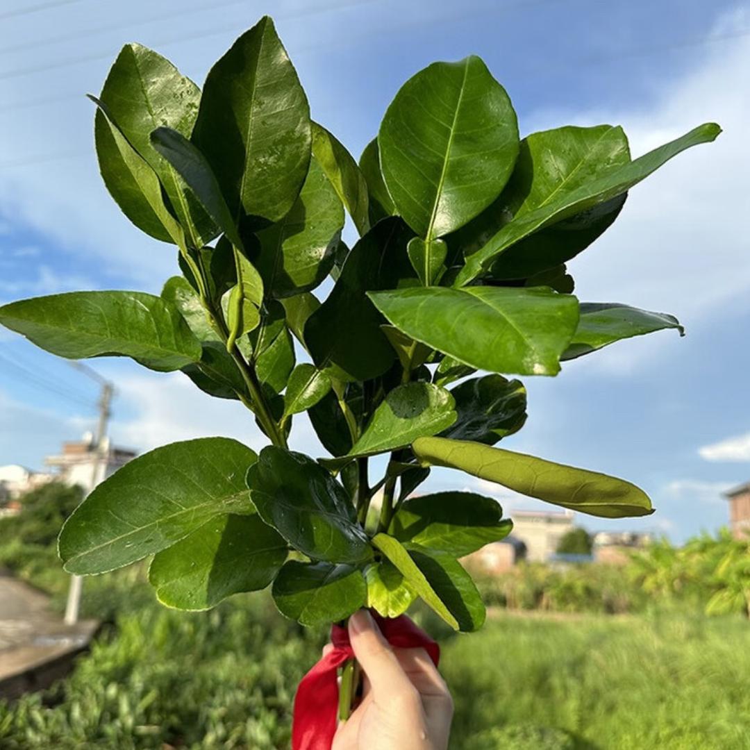 那咋啦（骂我替我挡灾）