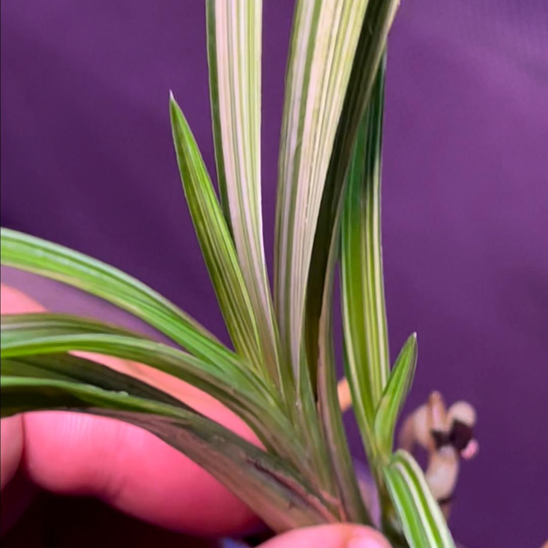 老蒋，资源兰花