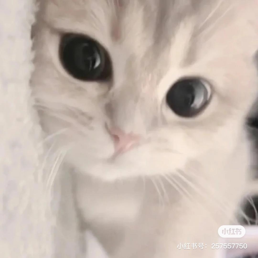 小罗🐱