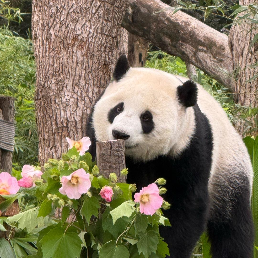 坚果桃桃