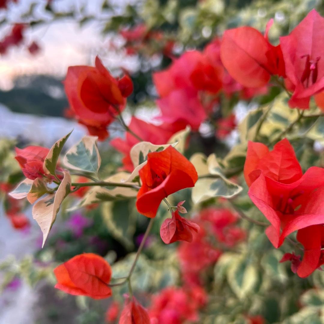 花半园艺场