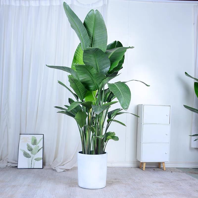 锦丹绿植旗舰店