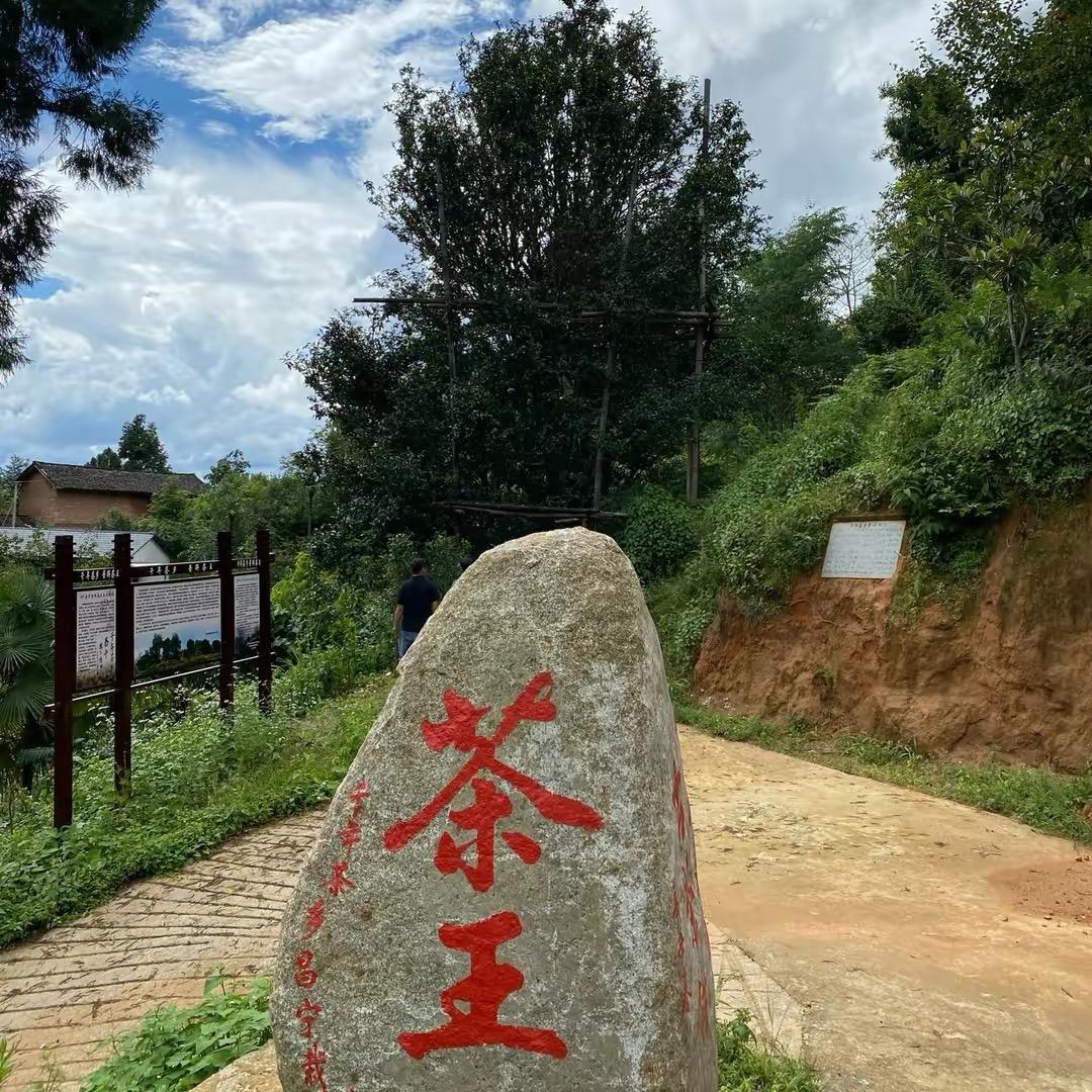 云南千年茶乡
