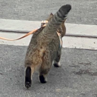 胖虎（自控考研版）