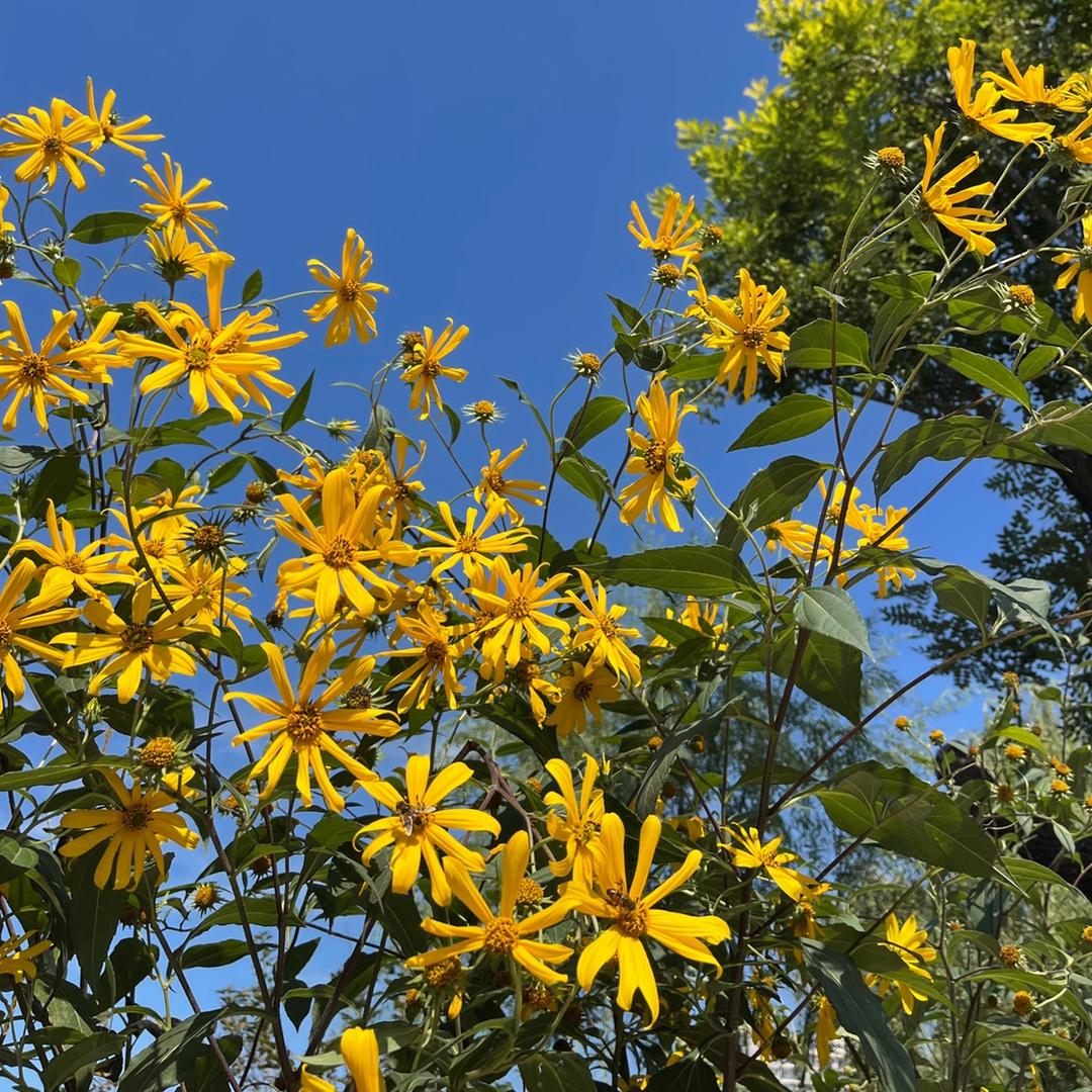 कलमबगकरपु017