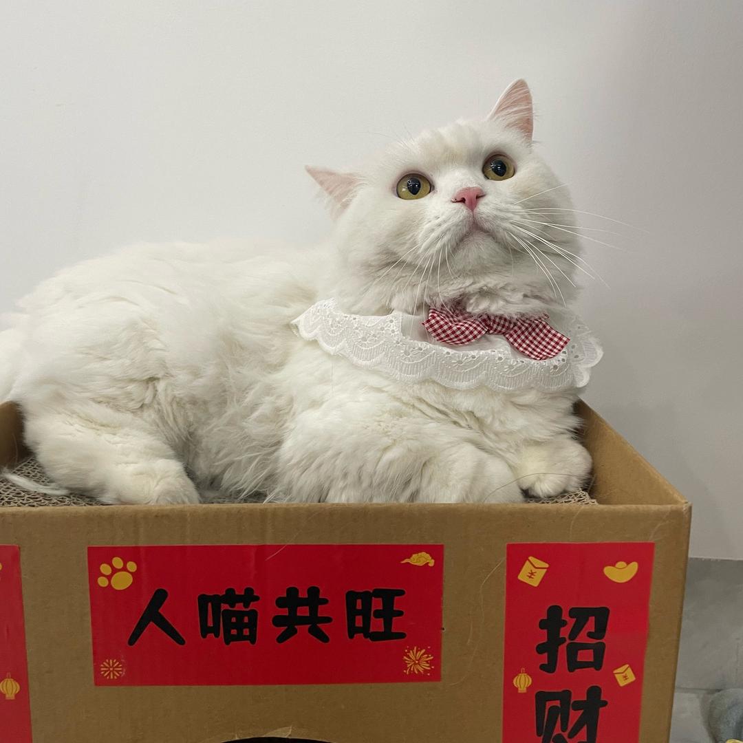 好佳佳头像