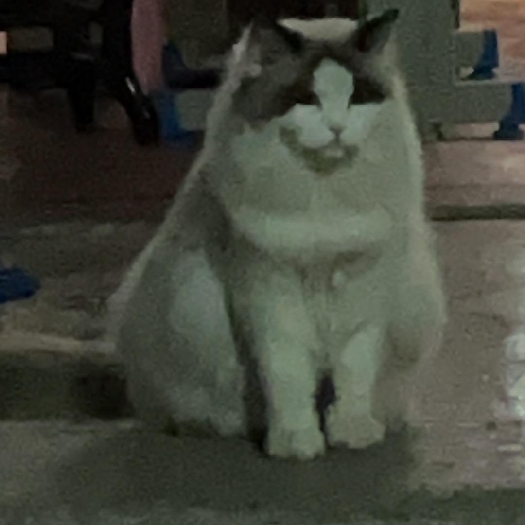 小卤蛋