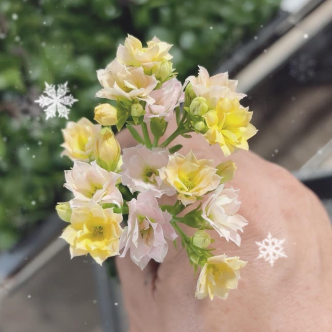 润绿长寿小苗