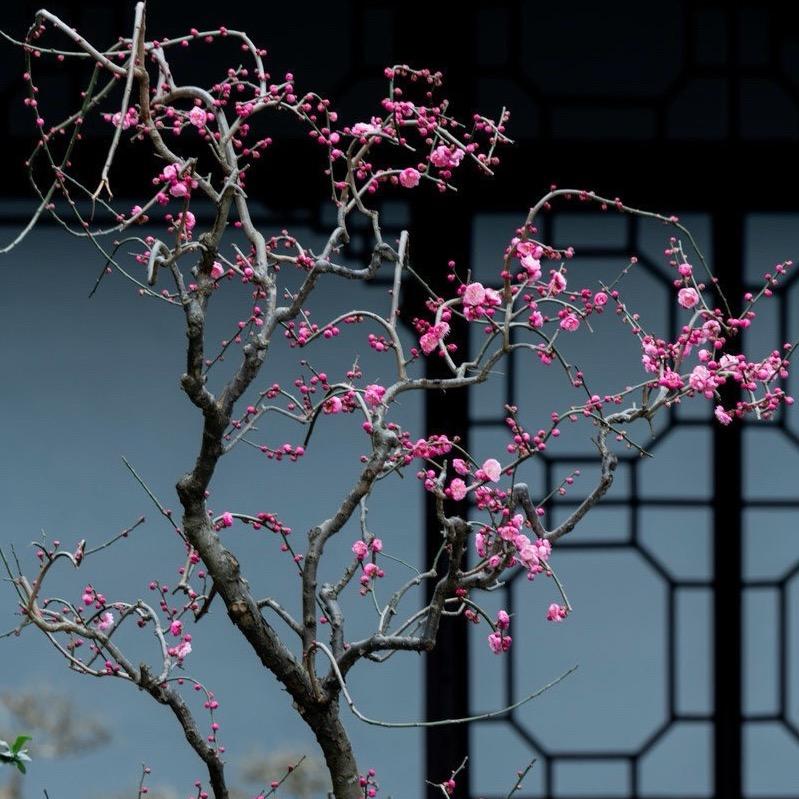 🌸园宝儿🌸