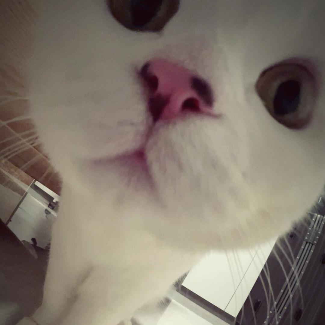 快把尾巴藏起来