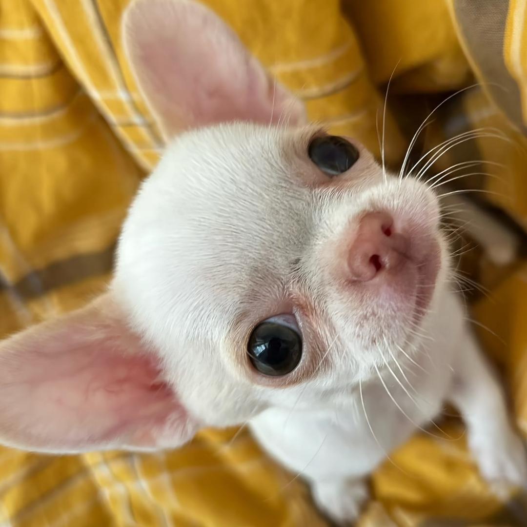 我不要吃鱼