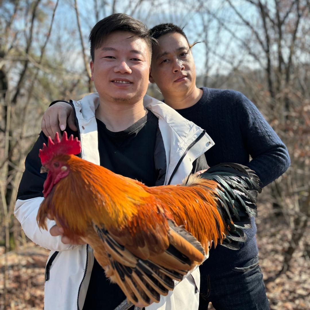 安徽肥西黄油老母鸡