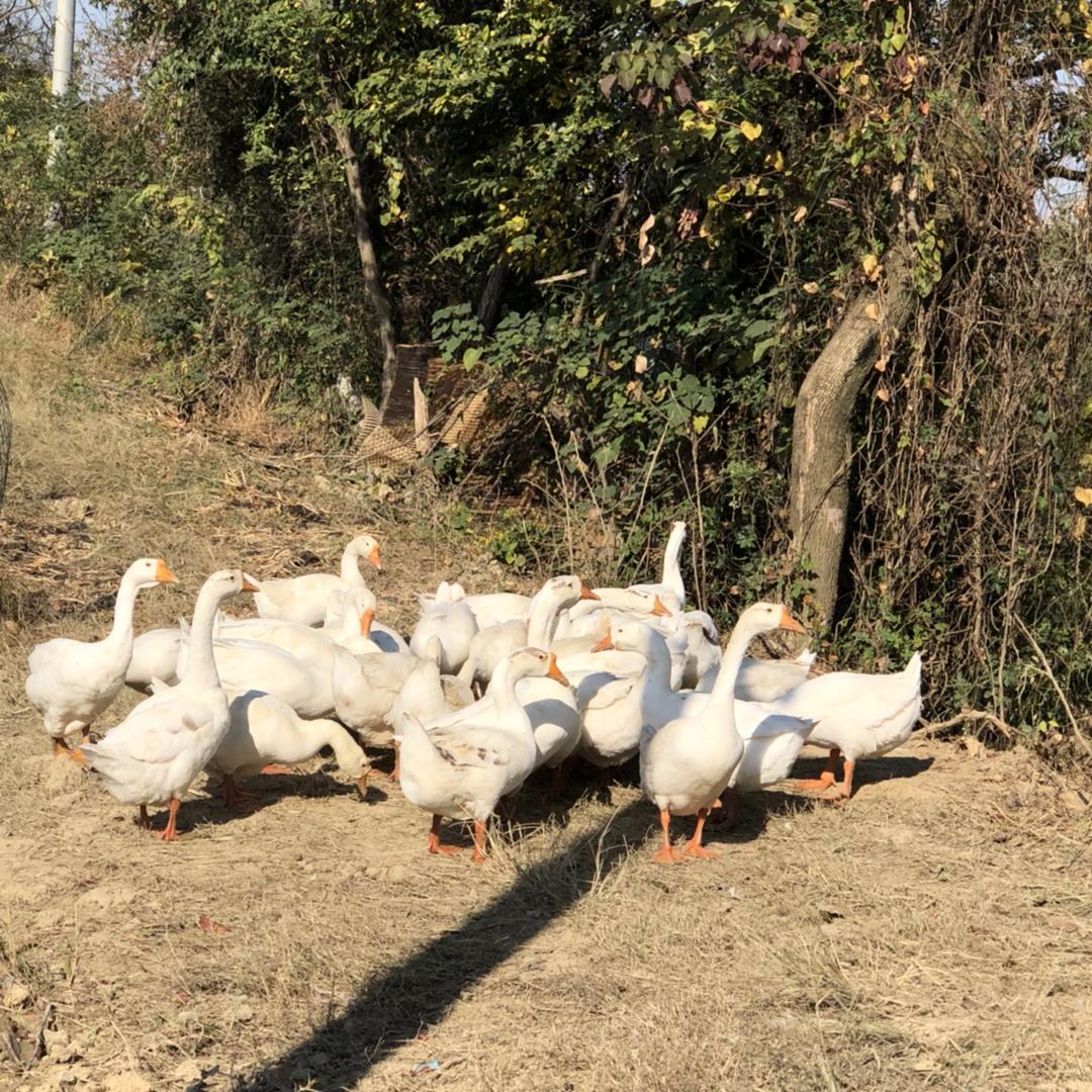 稻田里的市民农场