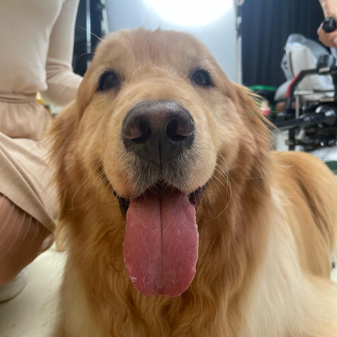 百威是只大金毛